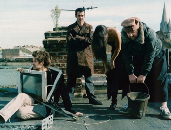 guillemots